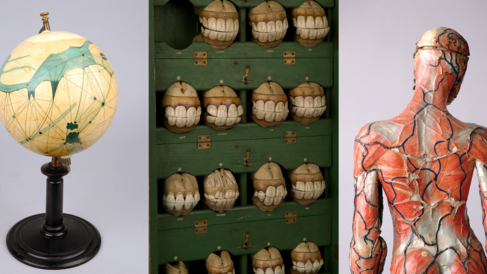 Objects found at the Whipple Museum - Mars Globe, Papier-mâché models of horses' teeth and Mini Marcel the Human Body model.