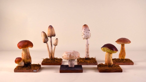 Mushroom models from the Whipple Museum collection. An array of different species with bright bold colours. 