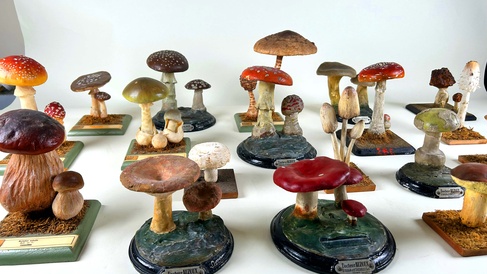 Mushroom models from the Whipple Museum collection. An array of different species with bright bold colours. 
