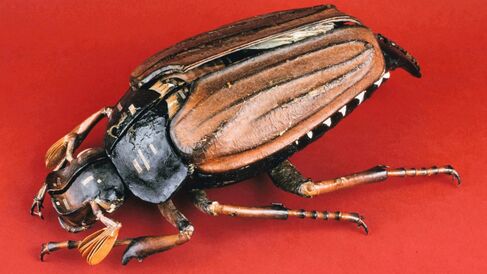 Papier-mache and plaster model of a May beetle.