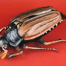 Papier-mache and plaster model of a May beetle.