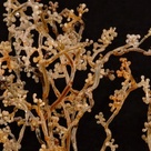 Detail of glass fungus model