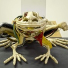Plaster and wax frog anatomical model