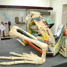 Large wax and plaster anatomical model of a frog