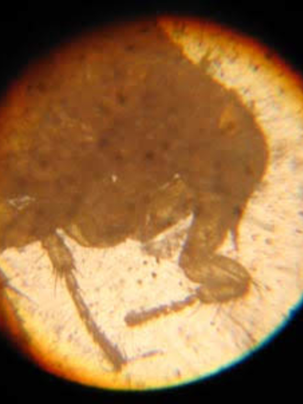 Image of a flea seen through an 18th century microscope