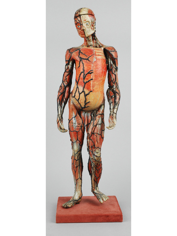 Papier-mache and plaster model of a human