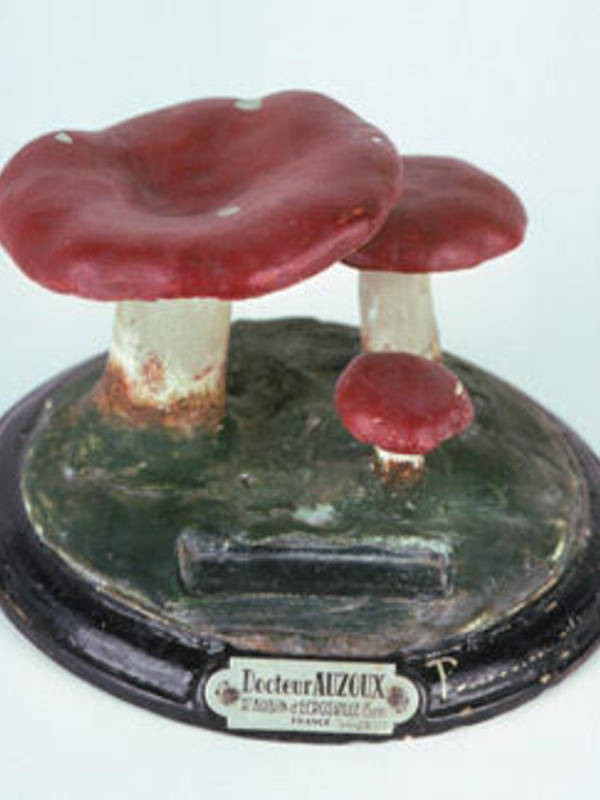 Model of the poisonous 'sickener' mushroom.