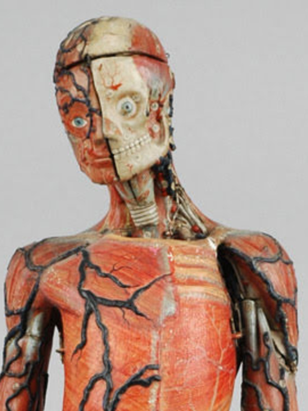 Papier-mache and plaster model of a human, showing various layers of the head and torso.