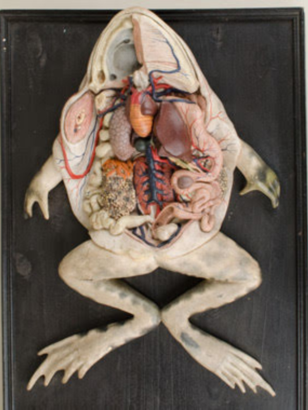 Top view of dissected frog anatomical model