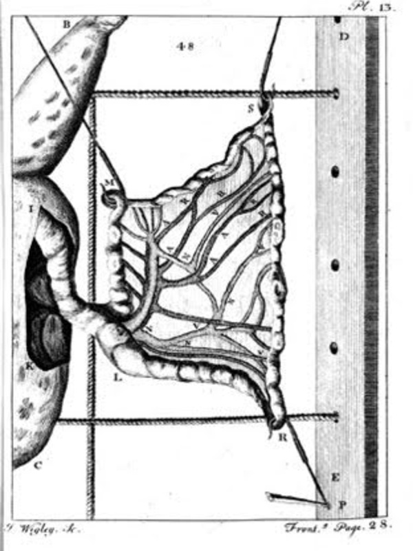 Illustration showing detail of a frog dissection