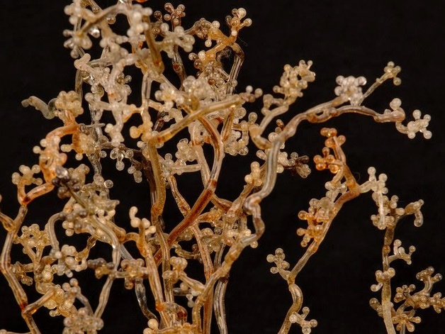 Detail of glass fungus model