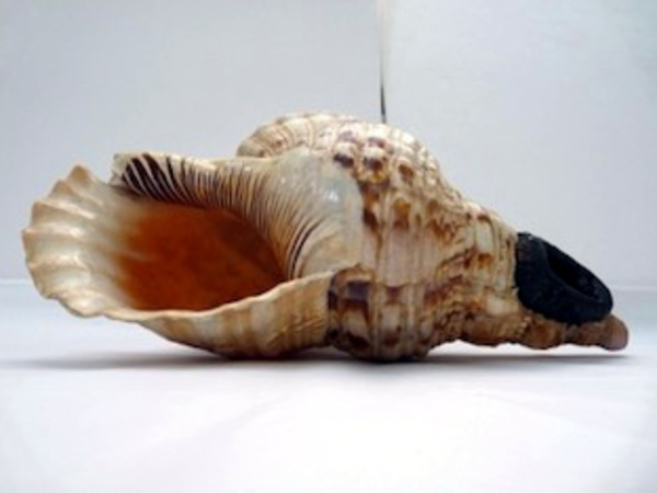 Shell trumpet, collected on Tahiti or neighbouring island on Cook’s first voyage
