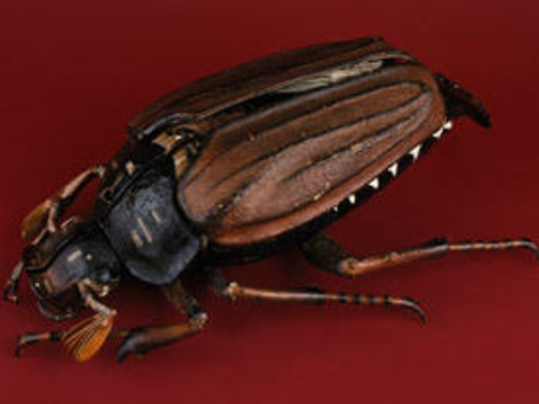 Papier-mache and plaster model of a May beetle.