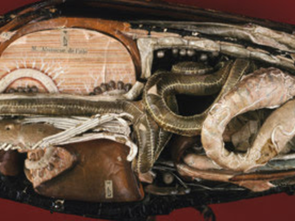 Papier-mache and plaster model of a May beetle - inside the body.