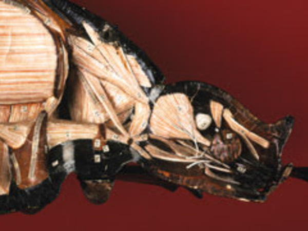 Papier-mache and plaster model of a May beetle - inside the head.
