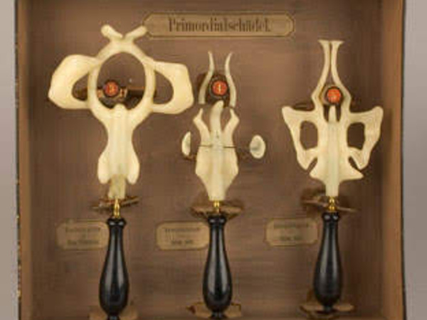 Models of frog, salmon and axolotl 'primordial skulls' during embryonic development.