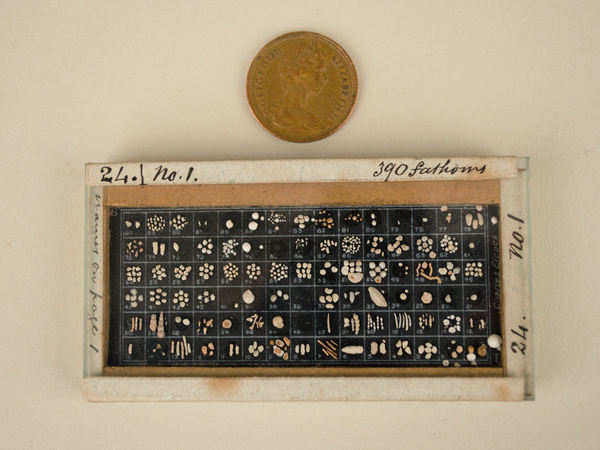 Foraminifera slide with 1p coin for scale. The slide contains hundreds of individual foraminifera intricately arranged by type.