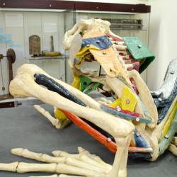 Large wax and plaster anatomical model of a frog