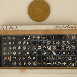 Foraminifera slide with 1p coin for scale. (Wh.6601). Foraminifera slide with 1p coin for scale. The slide contains hundreds of individual foraminifera intricately arranged by type.