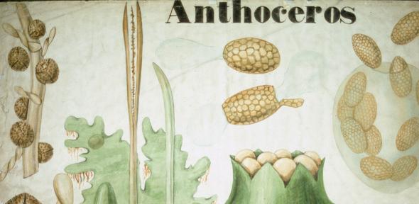 Botanical teaching poster from John Stevens Henslow's collection (Wh.5122). Botanical teaching poster showing various diagrams of the plant genus Anthoceros