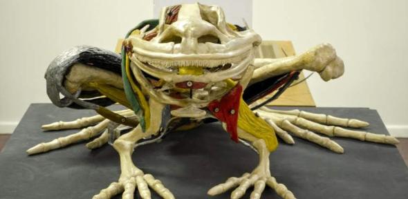 Large frog model, "Mr Froggy", transferred from the Zoology Museum (Wh.6599). Plaster and wax frog anatomical model