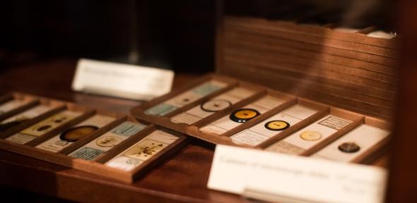 trays of microscope slides prepared with insects