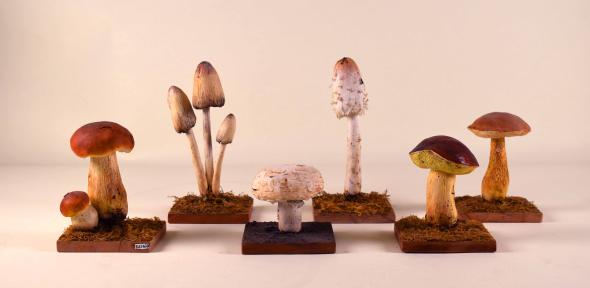 Mushroom models, Whipple Museum