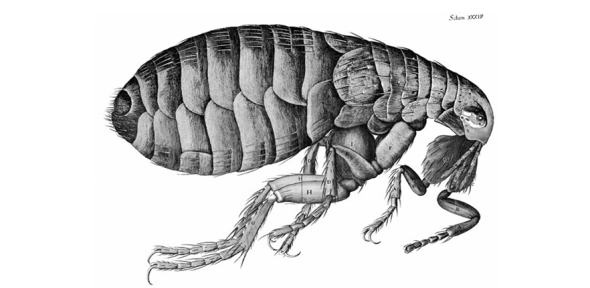 Robert Hooke’s Drawing of a Flea, Cambridge Festival Lecture Robert Hooke’s Drawing of a Flea