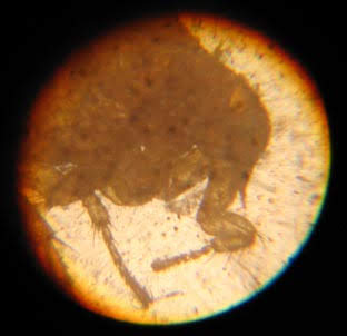 Image of a flea seen through an 18th century microscope