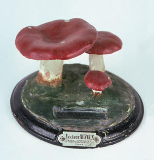 Model of the poisonous 'sickener' mushroom.
