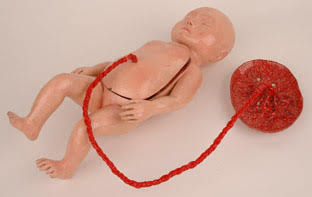 Model of a foetus with detachable front covering removable organs.