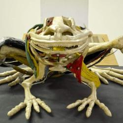 Plaster and wax frog anatomical model